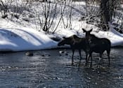 Thumbnail 12 of 20 - Moose in the Yampa, outside your backyard patio. at Dream Island, Steamboat Springs, 80487