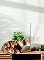 a cat sitting on a desk with plants and a mirror
