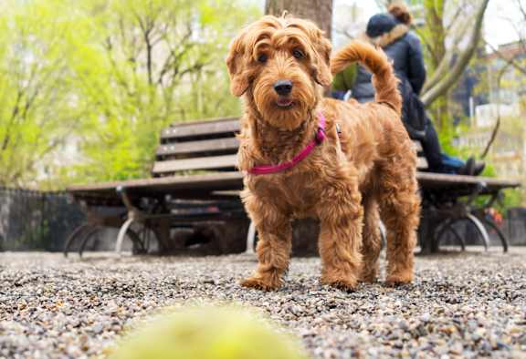 A dog looking into the camera that was playing in the dog park at our Dunwoody apartments.