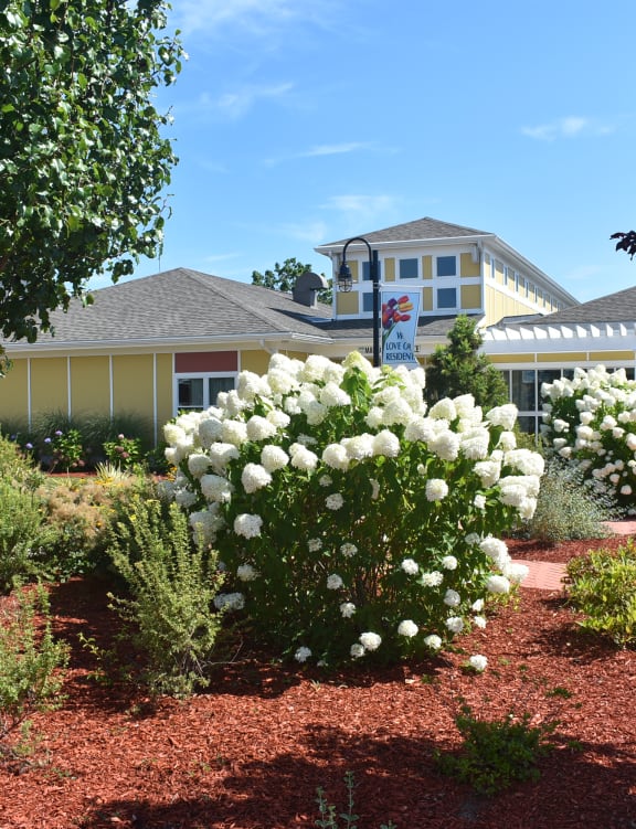 a garden with white flowers in front of a building