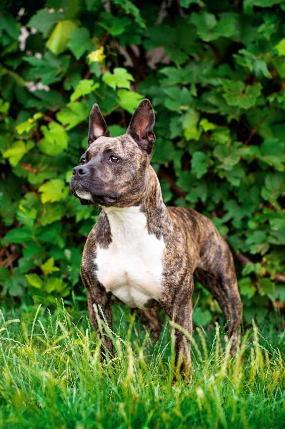 A dog standing in the grass looking to the side at Heritage Hills Apartments, Minnesota, 55437