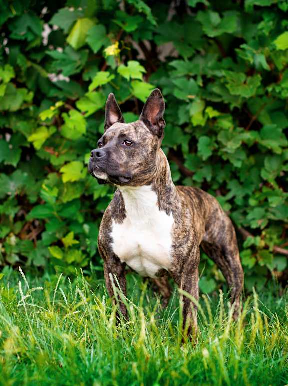 A dog standing in the grass looking to the side.