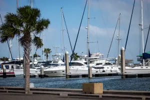 a harbor filled with lots of boats next to a palm tree