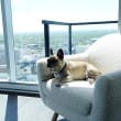 a small dog laying on a chair next to a window