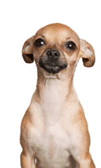 A small brown dog with a black nose and mouth.