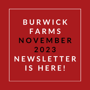 a red background with the words burwick farms november 23 23 2020