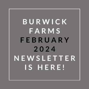 the white text on a grey background says burwick farms february 2024 newsletter