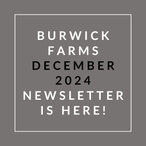 A grayscale image announcing the Burwick Farms December 2024 newsletter.