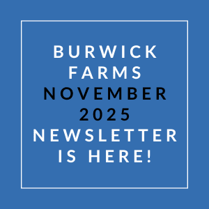 A blue square with white text announcing the Burwick Farms November 2025 newsletter.