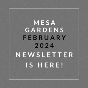a gray square frame with the words mesa gardens january 2024 newsletter is here