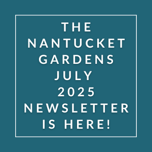 The cover of the Nantucket Gardens July 2025 newsletter.