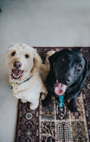 two dogs sitting next to each other on a rug