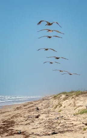 a flock of birds flying over a beach