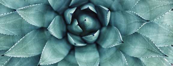 Succulent at Andorra Apartments