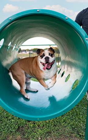 dog playing in dog park