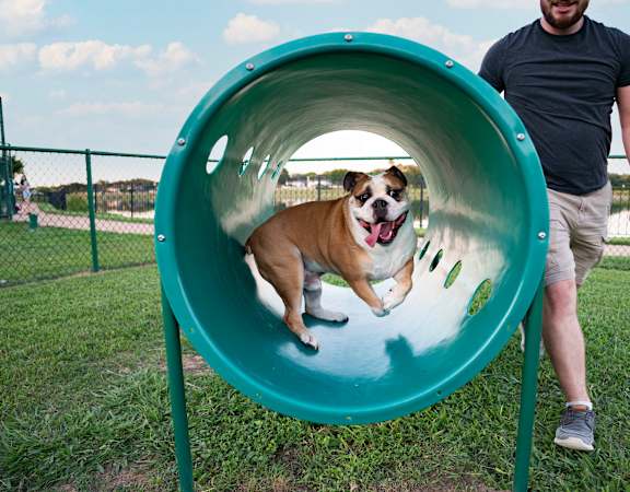 dog playing in dog park