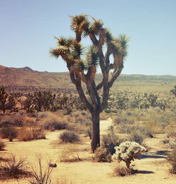 A large, twisted tree stands alone in a desert landscape.