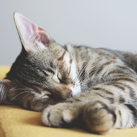 a cat sleeping on a chair with its eyes closed