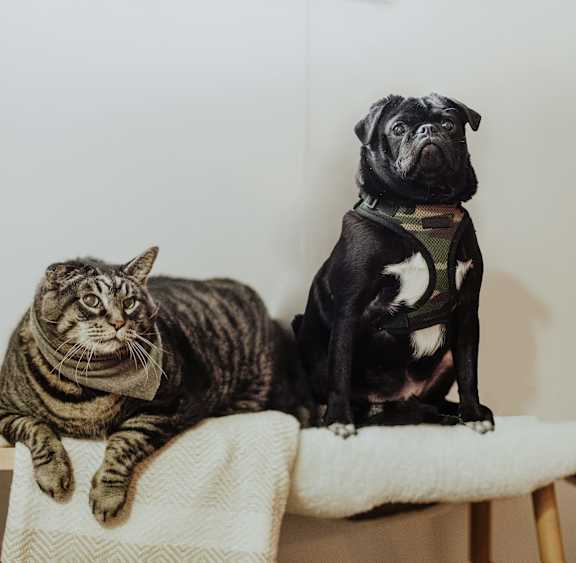 A cat and a dog sitting on a couch.