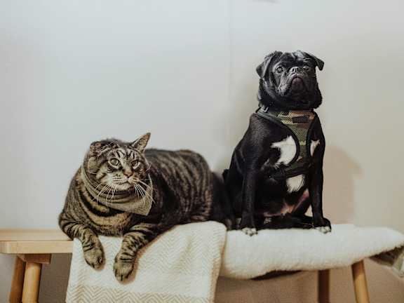 A cat and a dog sitting on a couch.