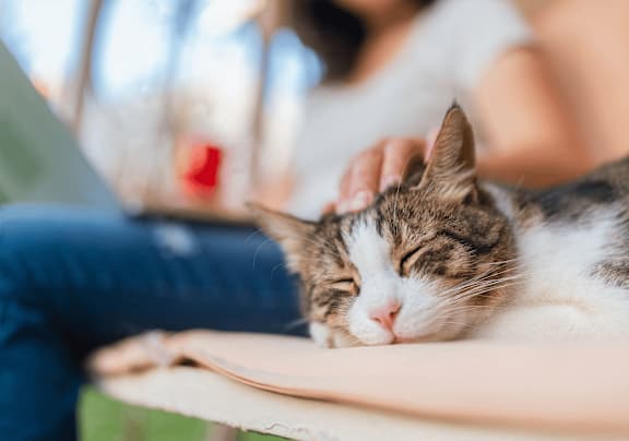 A woman is petting a sleeping cat.