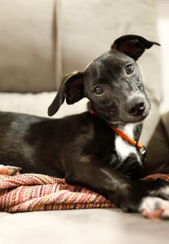 A dog on a bed at Fernwood Grove Apartments, Tampa, Florida