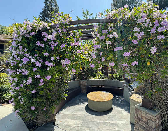 a courtyard with two large purple flowers and a fountain