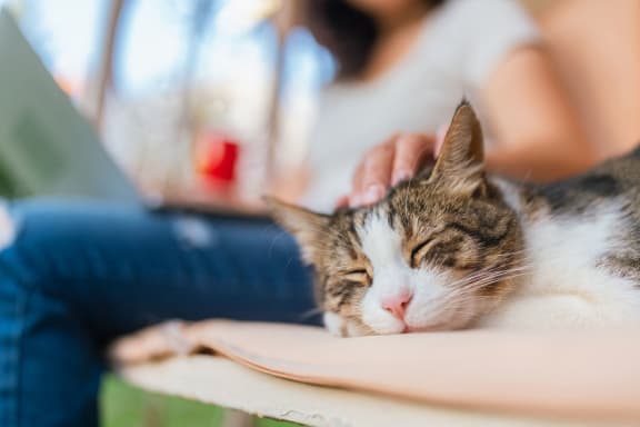 a cat sleeping on a table with a person petting its head