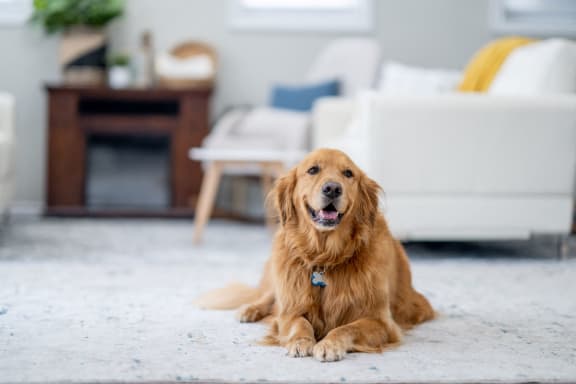 a dog laying on the floor in a living room at Villa Vicente, Los Angeles, CA