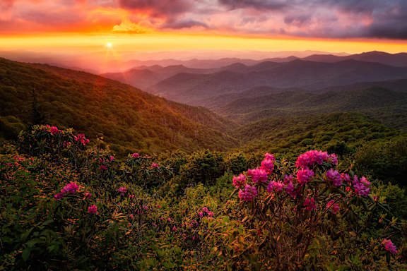 a sunset over a mountain range with pink rhododendrons in the foreground