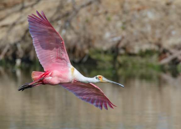 A bird with a long beak and pink wings is flying over a body of water.