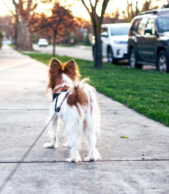Dog with brown and white fur is standing on a sidewalk at The 503 Apartments, Dayton, OH, 45402