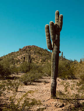 A cactus stands in a desert landscape with a mountain in the background.
