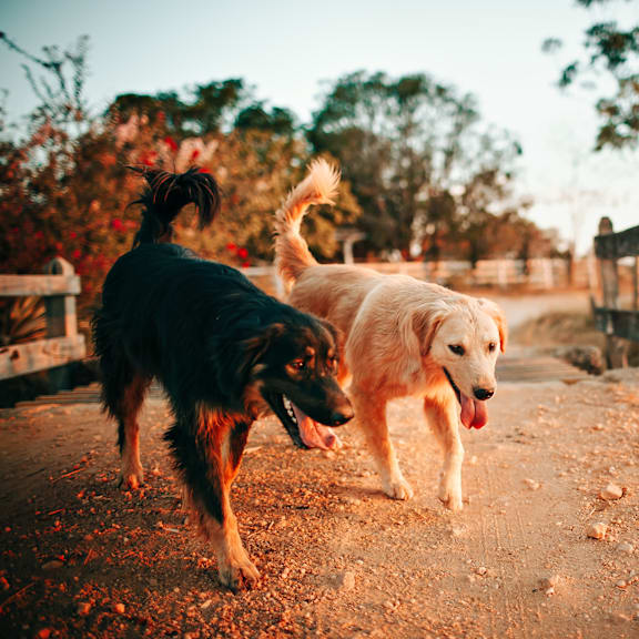 two dogs walking down a dirt road
