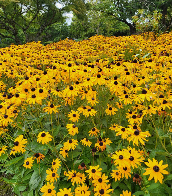a field of yellow flowers with trees in the background