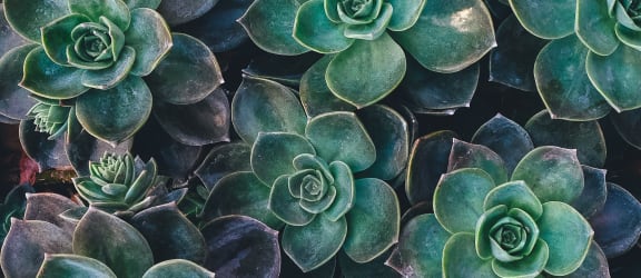 succulents and foliage