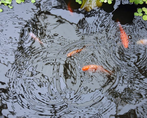 Orange an white koi fish in a pond. 