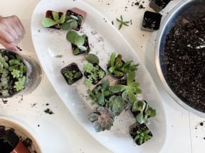 Residents at The Canyons in Portland, Oregon Creating Flower Arrangements