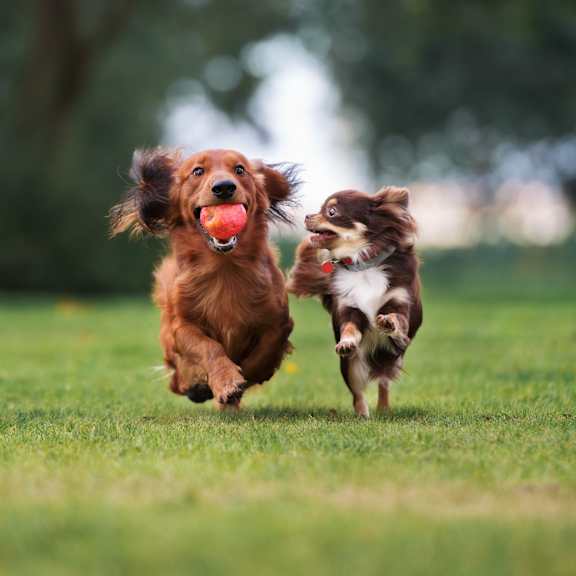 two dogs running in the grass with a ball