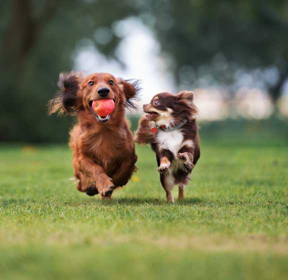 two dogs running in the grass with a ball at The Broadwater at Salado Creek, San Antonio, Texas