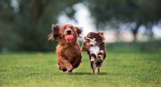 two dogs running in the grass with a ball