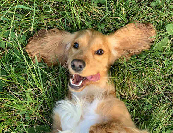 A happy dog lying on the grass.