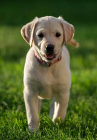a yellow labrador puppy standing in the grass