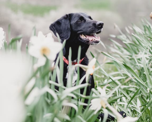 Black dog with its mouth open and a red collar on in a field of white flowers and tall green grass.