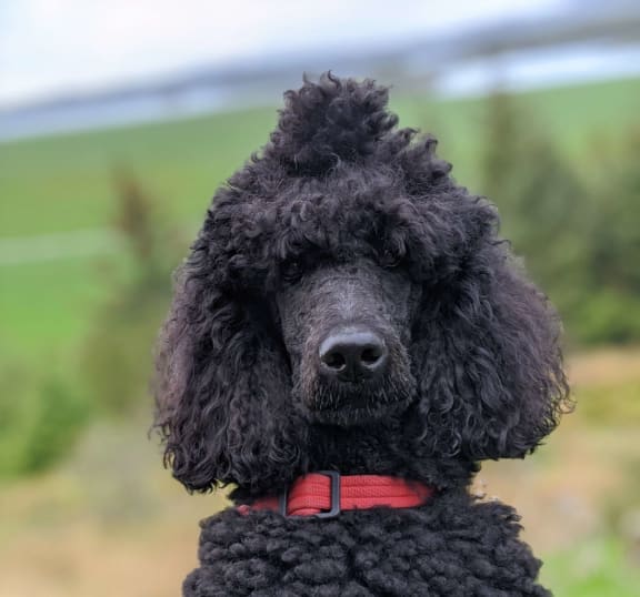 a black standard poodle with a red collar