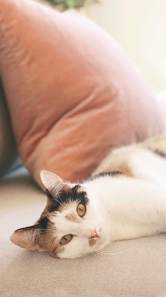 A cat with black and white fur is lying on a couch.