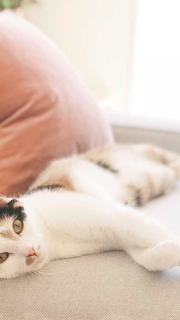 A cat with black and white fur is lying on a couch.