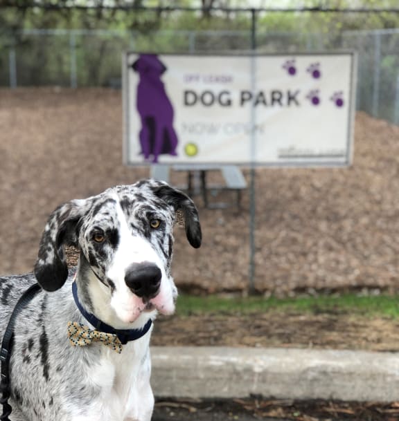 Dog Park