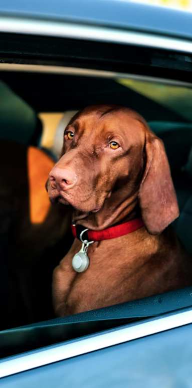 A brown dog with a red collar is sitting in a car.