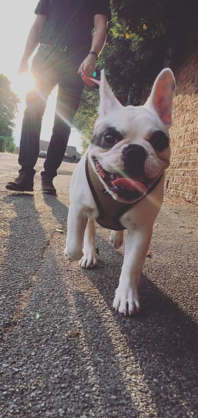 a small dog sitting on the side of a road with a person